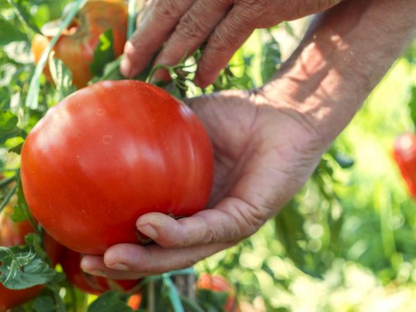 Самые популярные томаты для Сибири