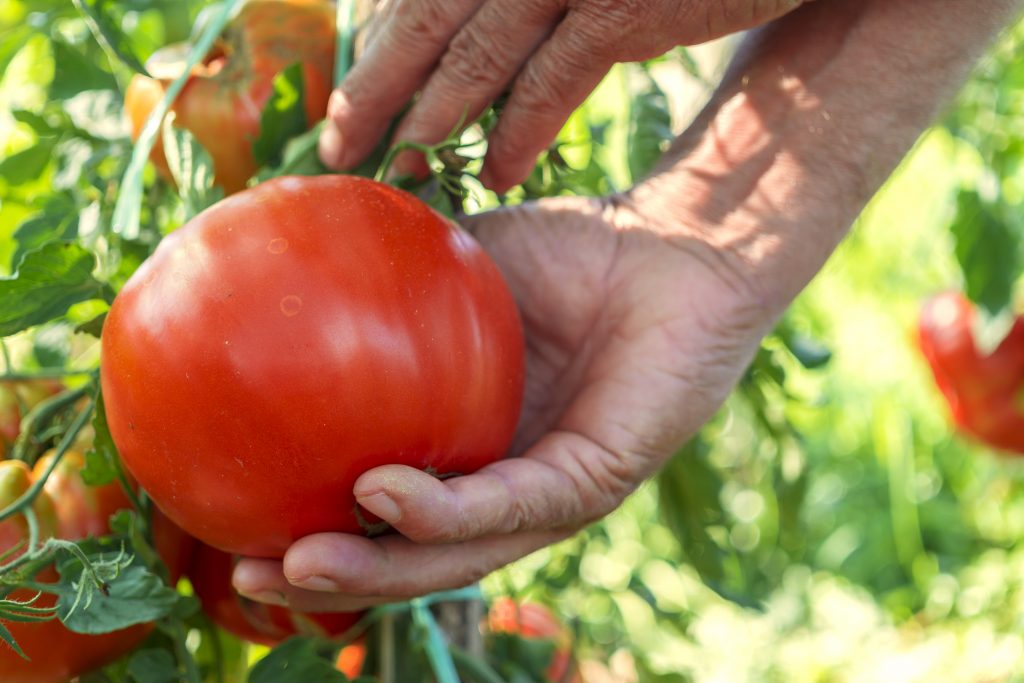 Лучшие томаты для сибири открытый грунт