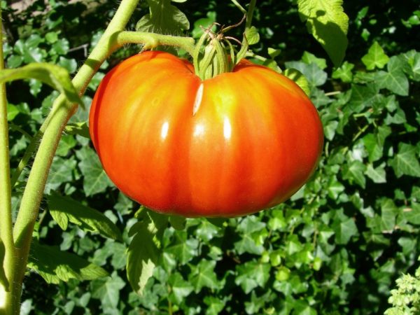 Характеристика томатов сорта Мазарини