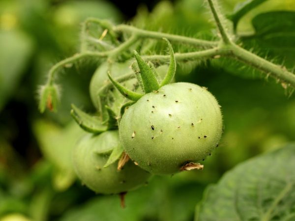 Причины появления мошек на помидорах