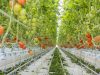 Выращивание помидоров на гидропонике