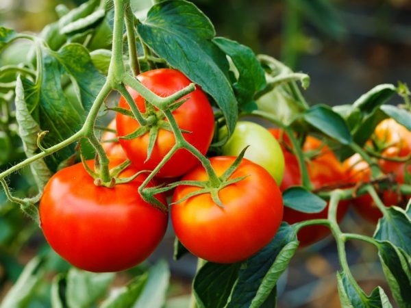 Оптимальная температура для выращивания помидоров