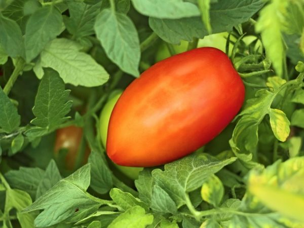 Характеристика сорта томатов Перцевидный гигант