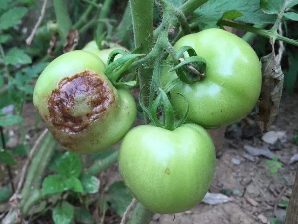 Причины гниения помидоров
