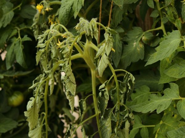 Вянут листья у рассады помидоров: причины и способы решения проблемы
