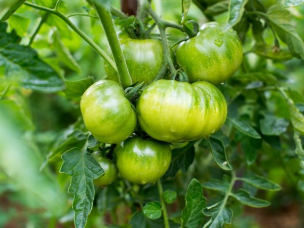 Подкормка томатов в период плодоношения