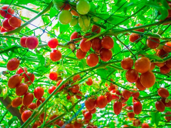 Выращивание помидорного дерева