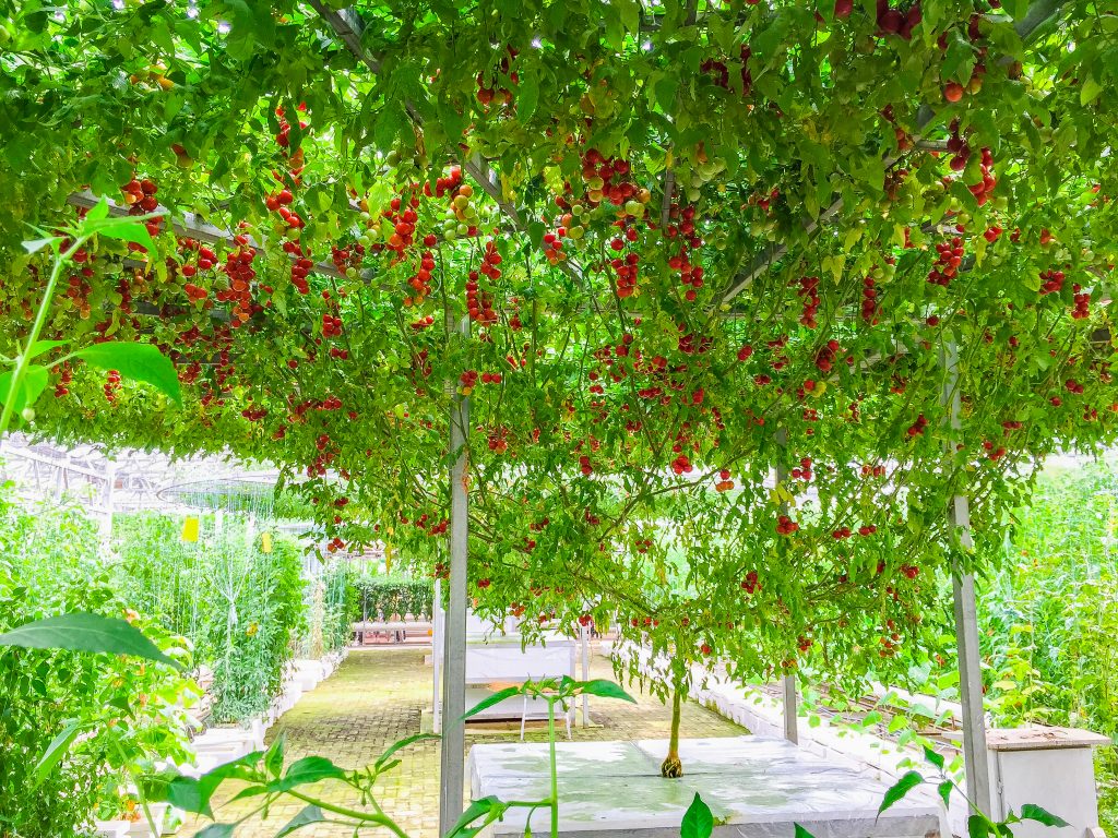 Как вырастить помидорное дерево в домашних условиях фото пошагово