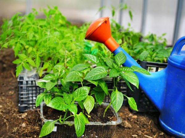 Можно ли в одной теплице выращивать томаты и перцы?
