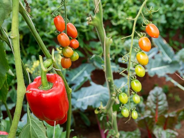 Выращивание в теплице помидоров и перцев вместе