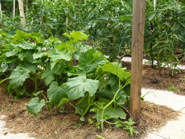 Как выращивать кустовые огурцы в открытом грунте?