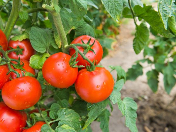 Характеристика и описание помидор сорта Санька