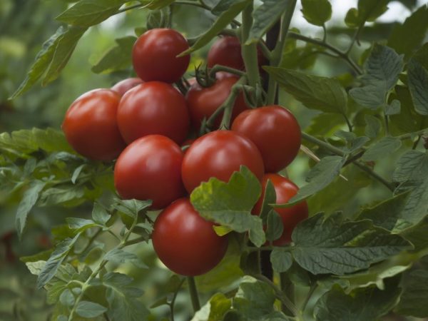 Лучшие сорта томатов седек: посадка и уход