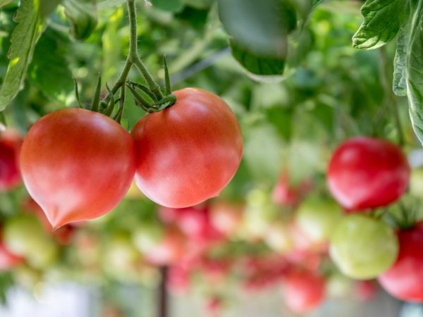 Лучшие сорта помидоров седек: посадка и уход