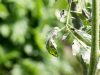 Причины скручивания листьев у помидоров