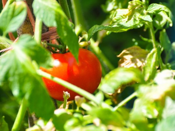 Характеристика лежалых томатов.