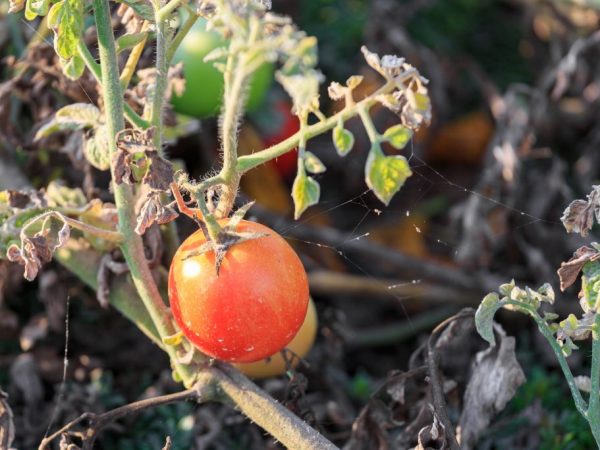 Как бороться с засохшими листьями на рассаде помидоров
