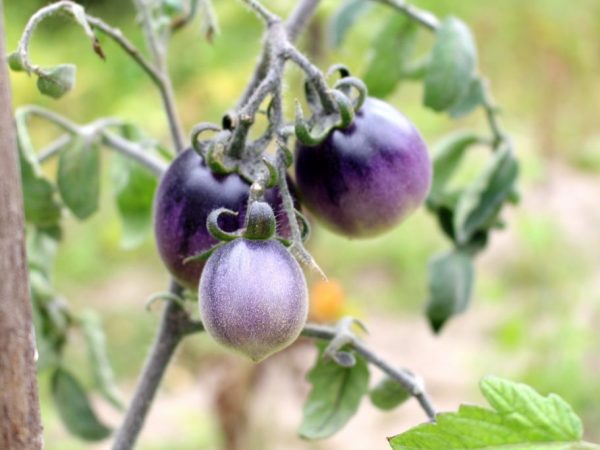 К фитофторе устойчивы томаты фиолетовых сортов