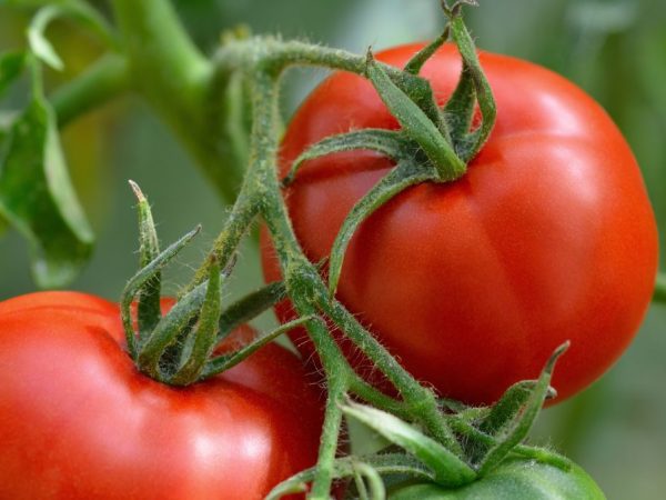 Устойчивые к фитофторе сорта томатов