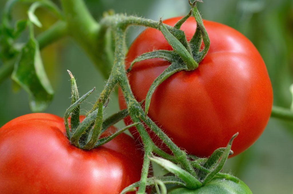 Сорта томатов устойчивые к фитофторе для Подмосковья в теплице и открытом грунте