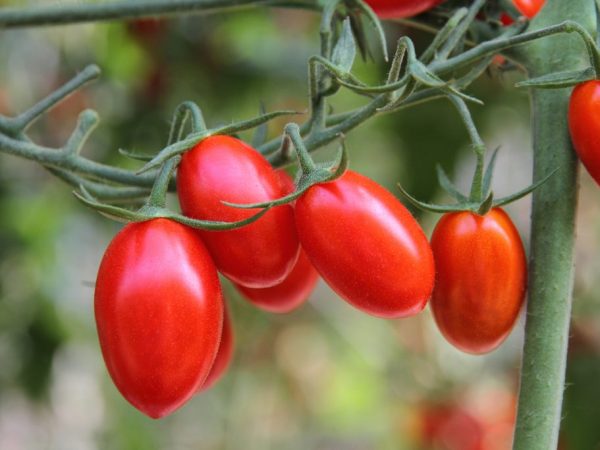 Выбирайте отечественные сорта томатов