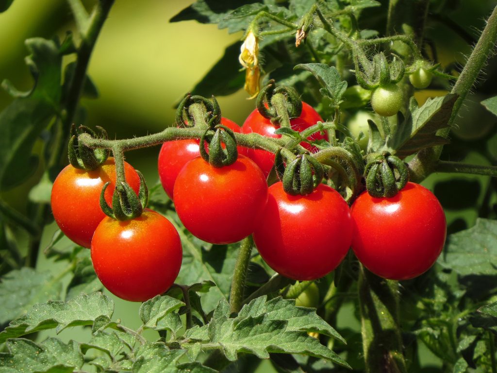 Томат Желтый трюфель: описание сорта помидора с фото