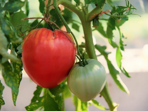 Описание и характеристика томатов сорта Вельможа