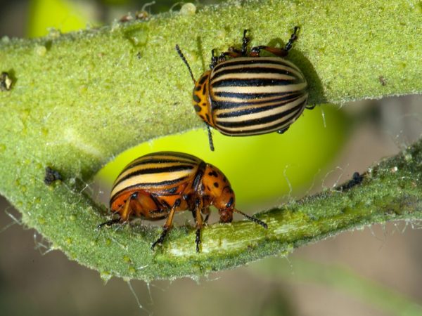 Личинки колорадского жука наносят растениям вред 