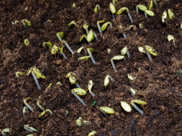 Сеять семена в открытый грунт нужно после всех заморозков