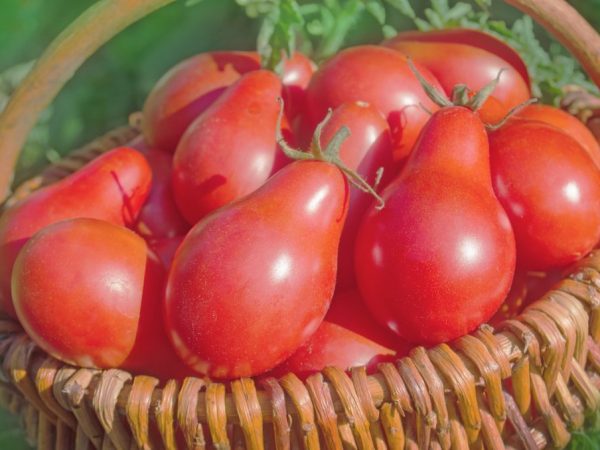 Японские сорта томатов: описание, характеристика