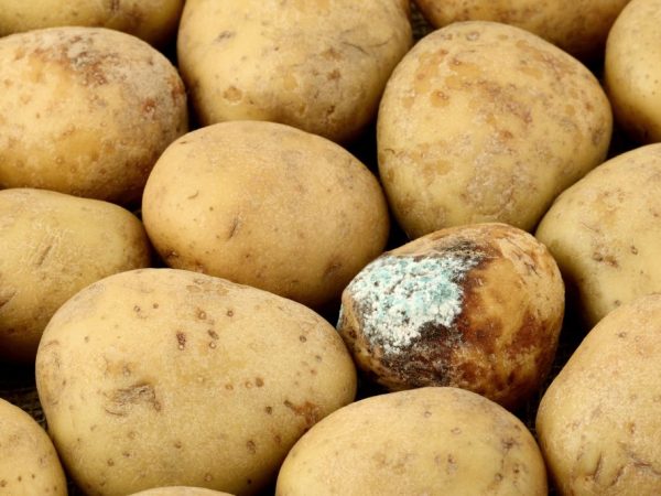 Болезни картофеля и методы борьбы с ними