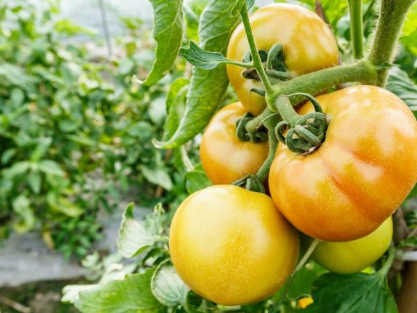 Характеристика сорта томатов Бурракерские любимцы