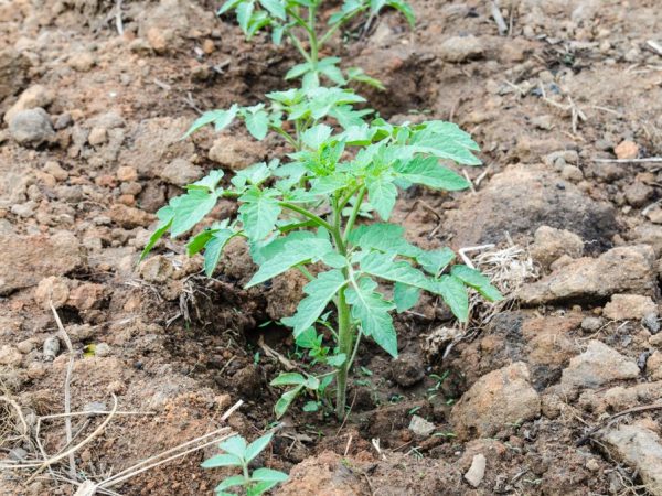 Как правильно подкормить высаженную рассаду томатов в грунт, чем удобрять, инструкция