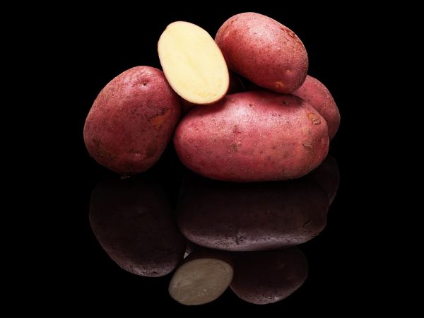 Описание сорта картофеля Эволюшн