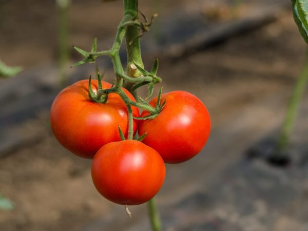 Характеристика сорта томатов Генерал