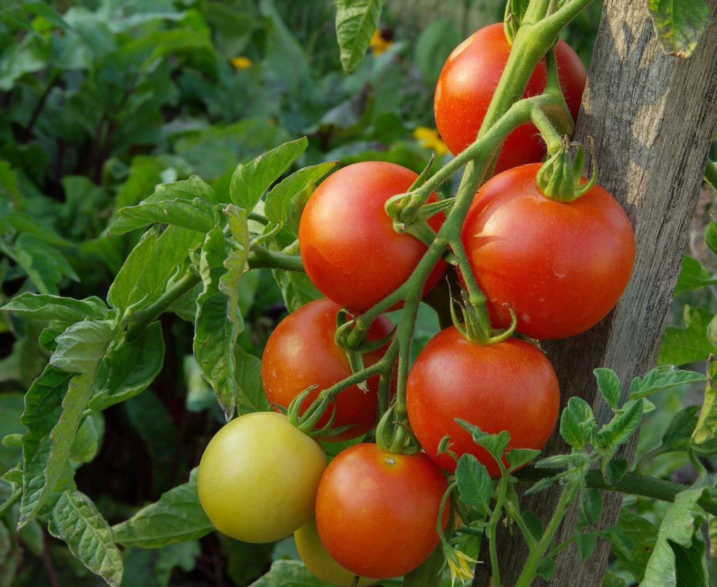 Сорта томатов фото