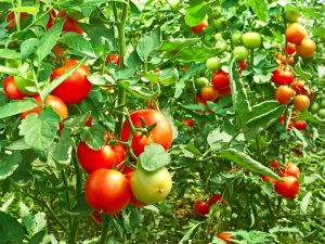 Способы ускорить созревание помидоров