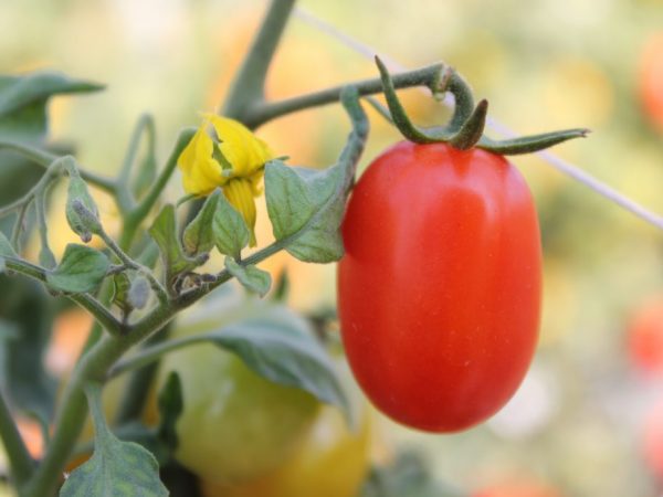 Характеристика сорта томатов Катюша