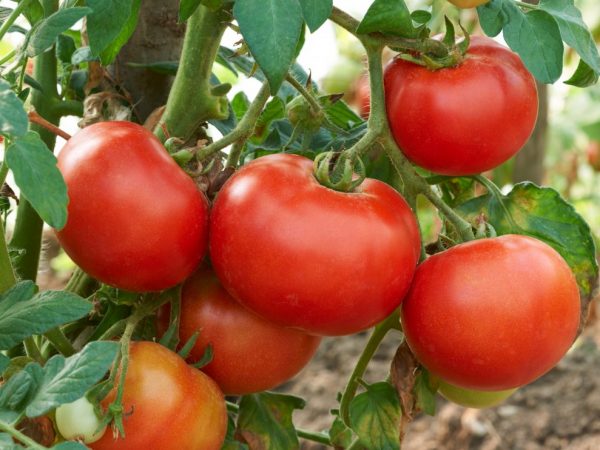 Эффективность китайского способа выращивания томатов