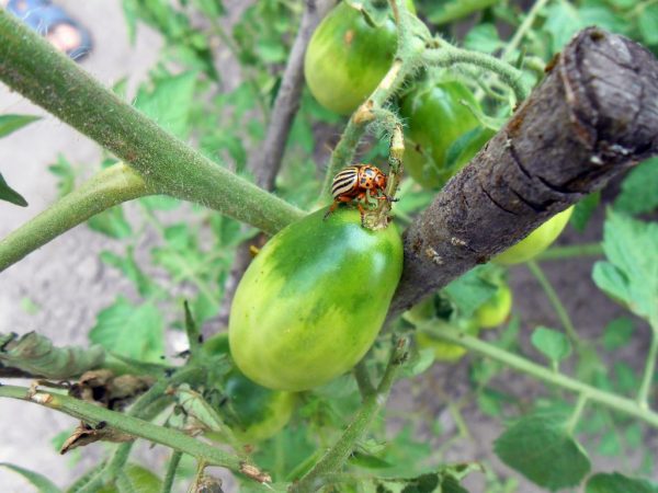 Борьба с колорадским жуком на помидорах