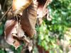 Причины коричневых листьев у груши