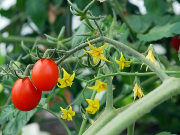 Правила обработки помидоров в открытом грунте