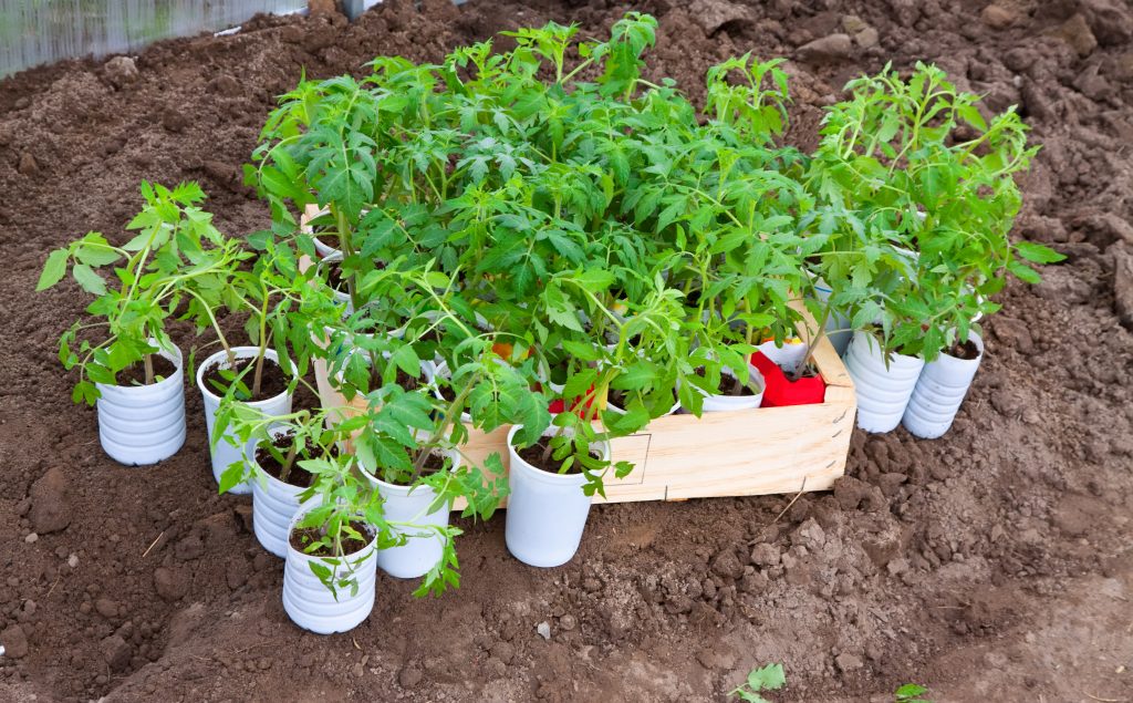 Пересадка рассады томатов как правильно это сделать в горшки выращивание и уход