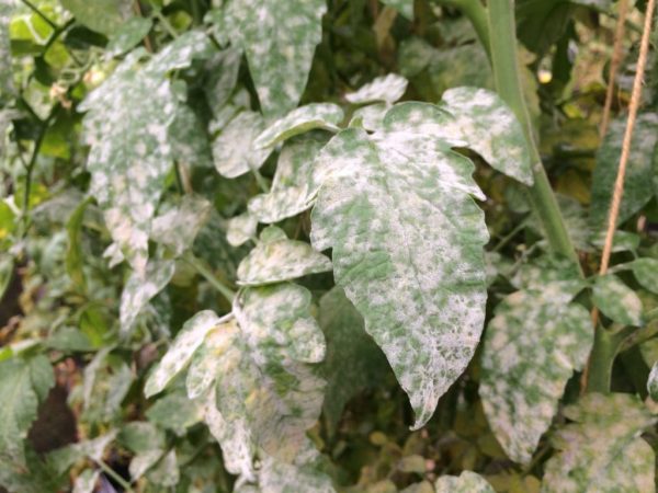 Причины появления белых листьев у помидоров в теплице