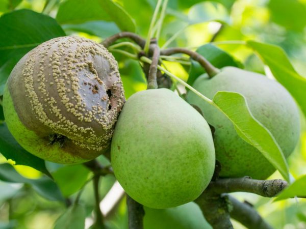 13.08.14 Плодоносит груша Буасье (Pyrus boissieriana). Дичка