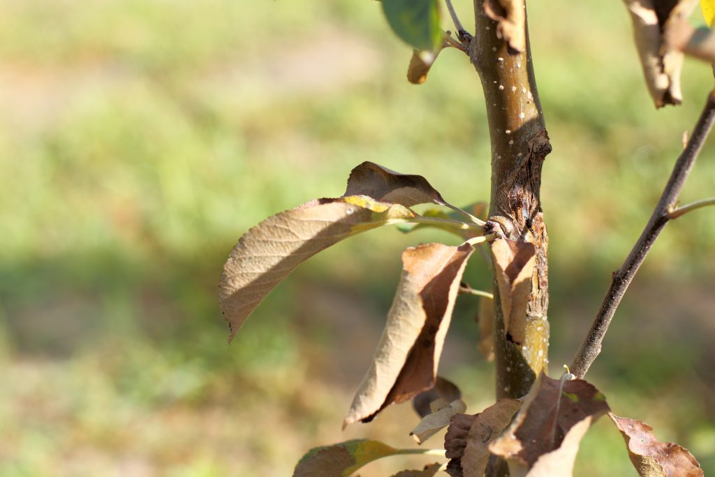 Листья на груше скручиваются листья фото