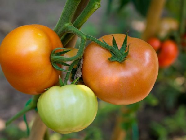 Характеристика сорта томатов Подарок женщине