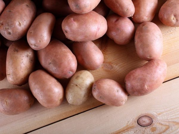 Описание картофеля Сиреневый Туман