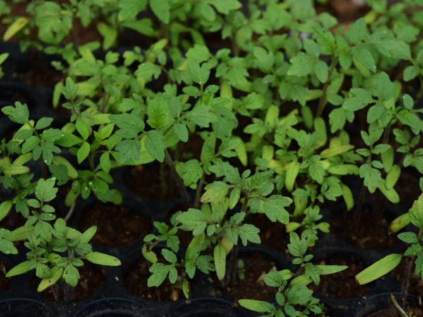 Стимулирование роста рассады томатов