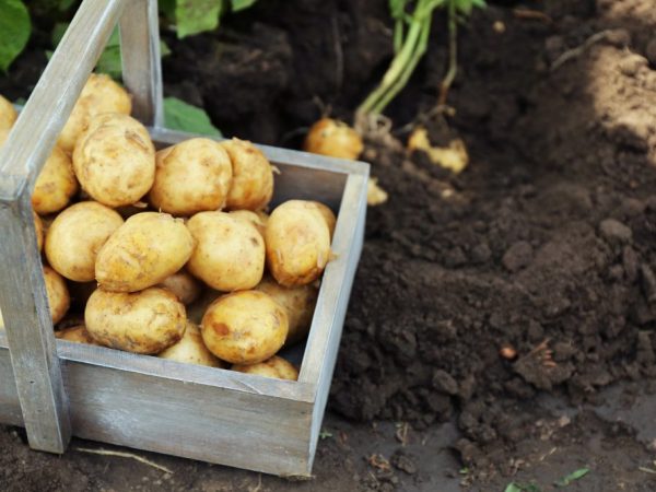Способы выращивание картофеля